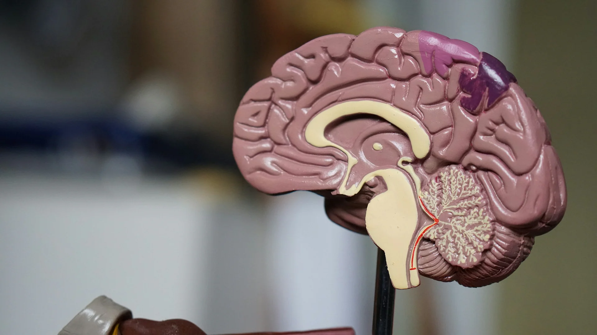 How our left and right brain hemispheres work